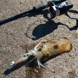 エギング秋シーズン開幕！